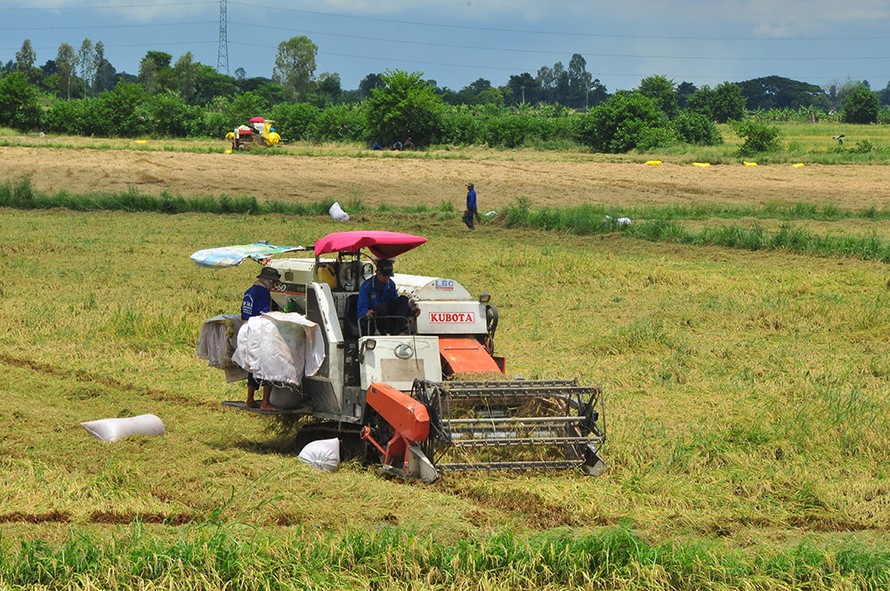 Nông dân 'héo ruột' vì lúa ngã rạp do mưa giông