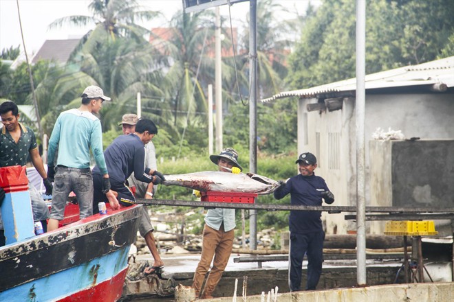 Ngư dân thôn Thiện Chánh 2 cập bến xuất bán cá ngừ đại dương Ảnh: Tr.Ðịnh