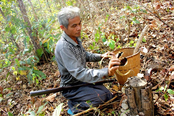 Ama Trang hái nấm linh chi ở rừng khộp