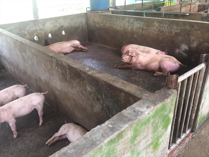Một đàn lợn bị dịch ở ĐBSCL