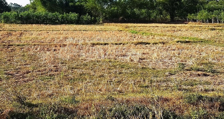 Khô hạn khốc liệt, ruộng đồng bị bỏ hoang tại TT-Huế