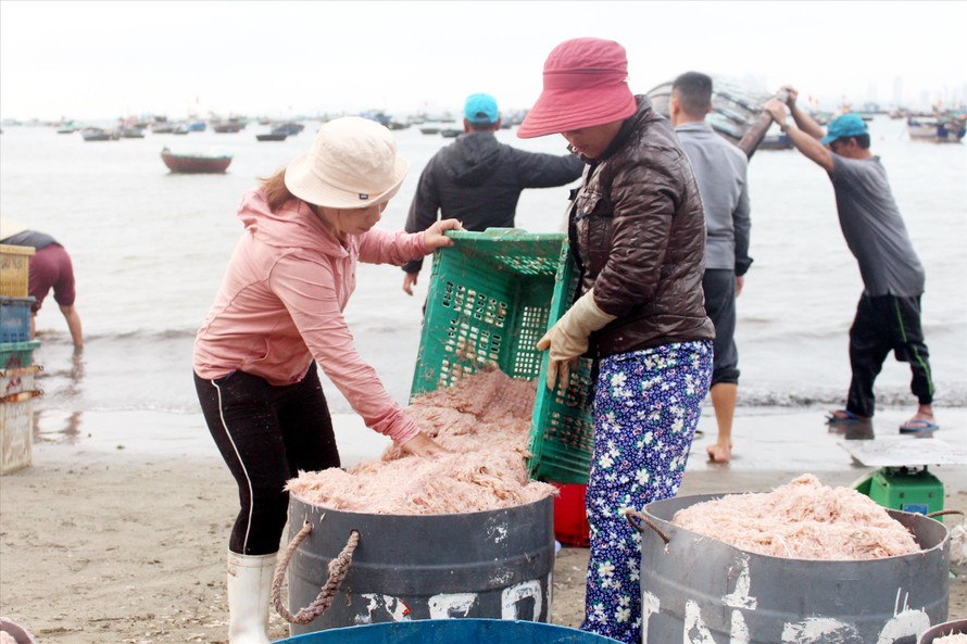 Mỗi mùa ruốc, chợ ruốc ở bãi biển Mân Thái (phường Thọ Quang, quận Sơn Trà, Đà Nẵng) luôn nhộn nhịp, tấp nập khách mua Ảnh: Giang Thanh