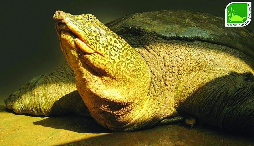 Cá thể rùa Hoàn Kiếm ở hồ Đồng Mô. Khối lượng của cá thể này được nhận định tăng nhanh trong 10 năm qua, từ 67kg lên 140 kgẢnh: ATP