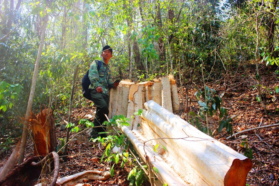 Hiện trường 1 vụ phá rừng tại khu vực giáp ranh Gia Lai-Đắk Lắk