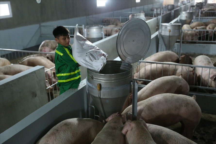 Theo lãnh đạo Bộ NN&PTNT, việc cho nhập khẩu lợn sống từ Thái Lan sẽ giúp giảm giá thịt lợn trong nướcẢnh: Bình Phương
