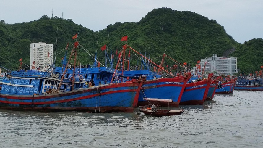 Trong khi chờ đàm phán Hiệp định mới, ngư dân không sang vùng biển phía Đông đường phân định vịnh Bắc Bộ để khai thác hải sản Ảnh: Bình Phương