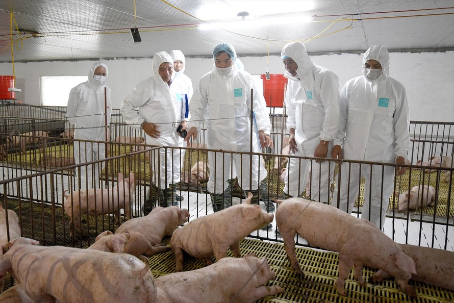 Bộ trưởng NN&PTNT Nguyễn Xuân Cường kiểm tra công tác tái, tăng đàn lợn ở các địa phương. Ảnh: Bình Phương