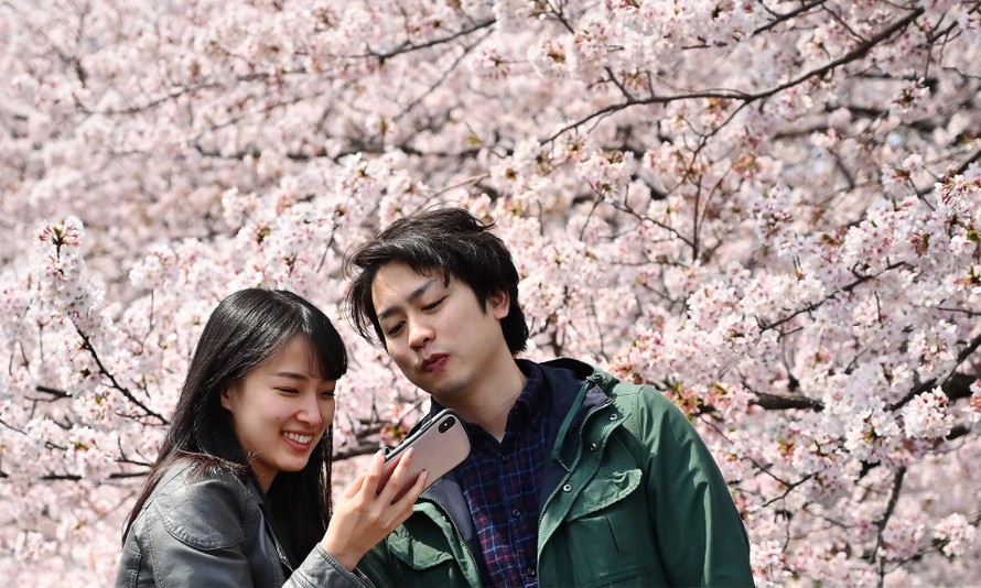 Các cặp đôi ngắm hoa anh đào nở tại các công viên ở Tokyo, nhưng nhiều trong số những người Nhật Bản trẻ ít quan tâm tới hoạt động tình dục. Nguồn ảnh: Charly Triballeau/AFP/Getty Images
