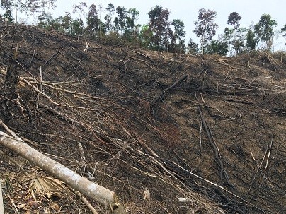 Một khu rừng bị phá