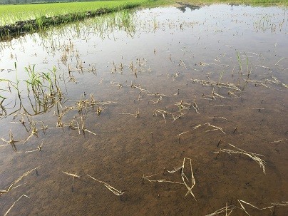 Công an vào cuộc xác minh ruộng lúa chết nghi bị bỏ thuốc diệt cỏ
