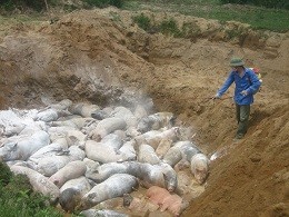 Tiêu hủy 226 con lợn bị dịch tả châu Phi tại Thanh Hóa