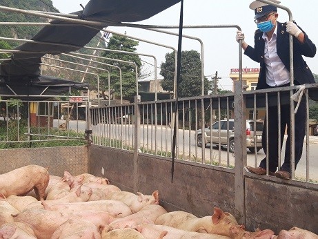 Kiểm tra xe chở lợn tại Trạm kiểm dịch động vật Dốc Xây- Thanh Hóa