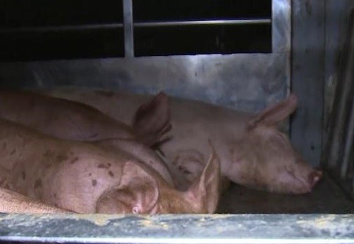 Phát hiện lợn dịch tả Châu Phi sử dụng giấy tờ nghi giả để đi tiêu thụ