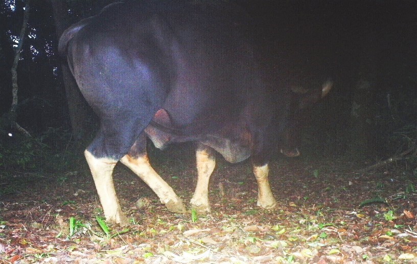 Một trong 3 cá thể bò tót xuất hiện gần suối nước nóng Bang được bẫy ảnh của Chương trình Việt Nam Nature ghi nhận