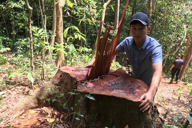 Bắt tạm giam 2 đối tượng phá rừng gỗ lim quý ở Quảng Bình