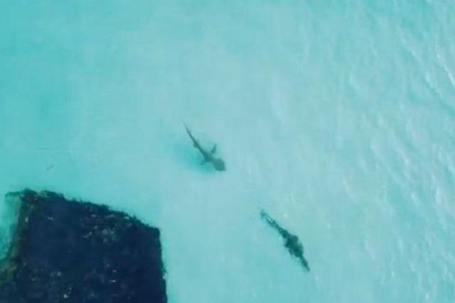 Con cá mập tăng tốc rượt đuổi cá sấu khiến con mồi phải bơi nhanh vào bờ để thoát thân.