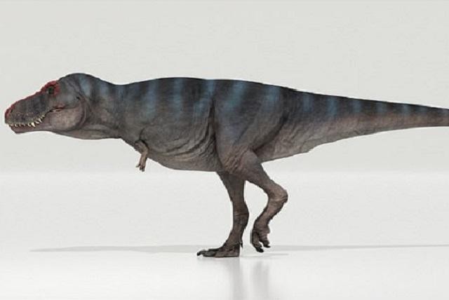 Khủng long bạo chúa T-Rex được cho là đi chậm hơn con người