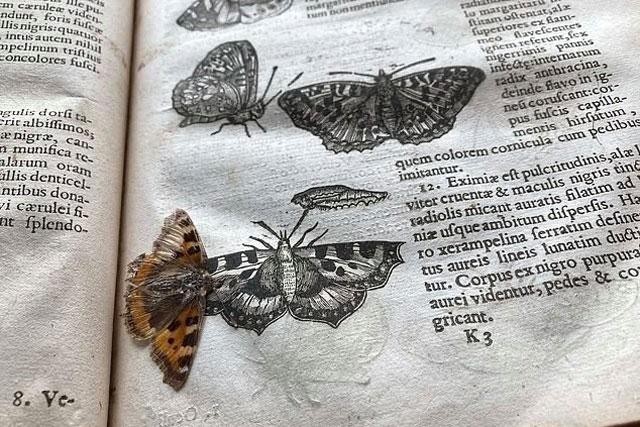 Con bướm được bảo tồn nguyên vẹn giữa các tranh sách cổ.