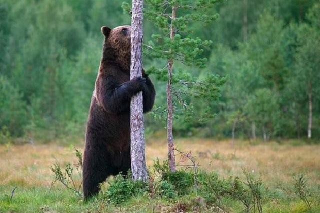 Gấu nâu có sở thích cọ sát vào cây cối, cột điện...