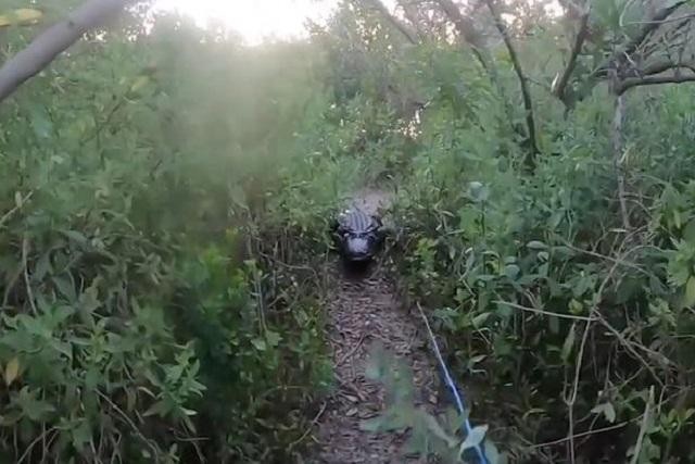 Video thót tim thanh niên bị cá sấu rượt đuổi, ngã dúi dụi khi chạy thoát thân