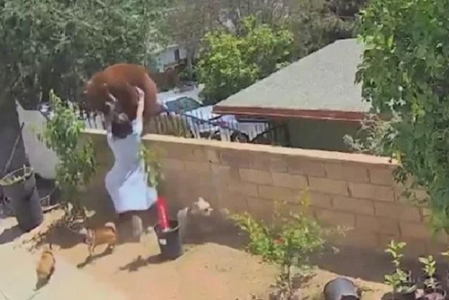 Rùng mình cảnh thiếu nữ 17 tuổi đánh nhau với gấu để bảo vệ đàn chó nhà
