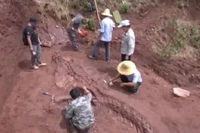 Trung Quốc mới phát hiện hóa thạch khủng long khổng lồ.