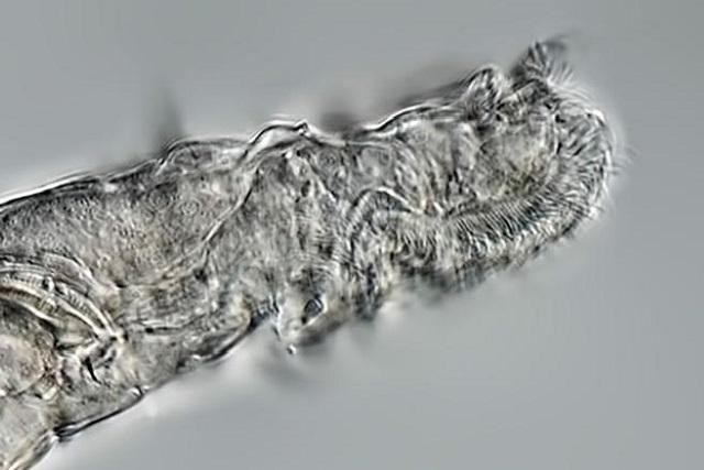 Hình ảnh phóng to của con luân trùng sống sót sau 24.000 năm bị đóng băng trong lớp băng vĩnh cửu ở Bắc Cực.