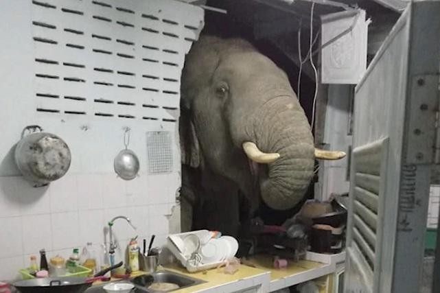 Con voi đói húc thủng tường bếp, chui vào lục tìm thức ăn của một gia đình ở Thái Lan.