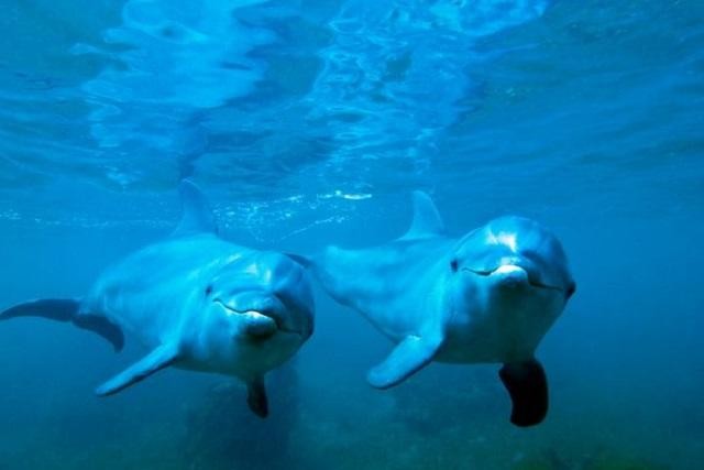 Thính giác bị tổn thương có thể gây tử vong cho động vật biển vốn dựa vào việc lắng nghe các rung động để tồn tại