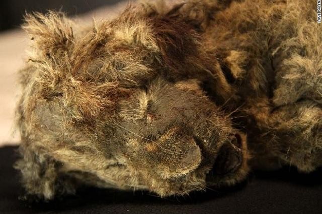 Xác ướp sư tư con 28.000 năm tuổi hoàn hảo đến mức râu cũng còn nguyên vẹn.