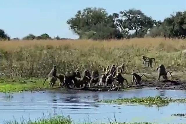 Khỉ đầu chó tấn công cá sấu.
