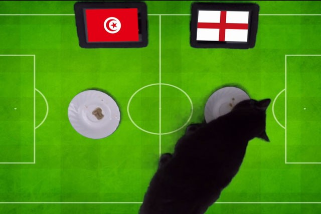 "Tiên tri" mèo Cass dự đoán Anh là đội chiến thắng trong cuộc chạm trán với Tunisia.