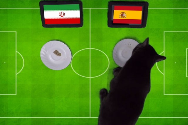 Tiên tri mèo Cass dự đoán Tây Ban Nha sẽ đánh bại Iran.