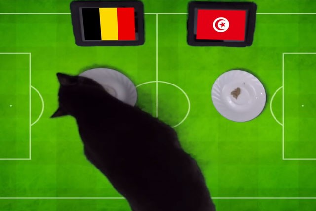 Mèo đen Cass dự đoán Bỉ sẽ đánh bại Tunisia.