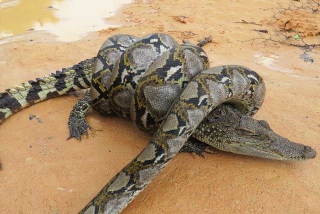 Rơi vào ‘cửa tử’, cá sấu vẫn may mắn thoát chết