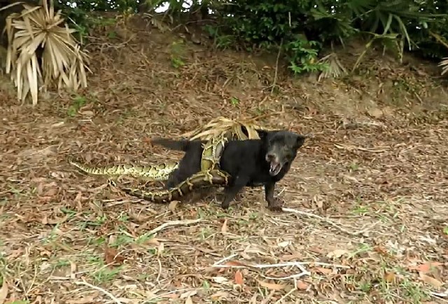 Hãi hùng cảnh chó săn bị trăn anaconda tấn công