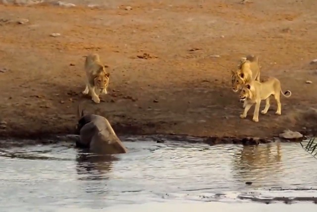 Màn giao chiến siêu kịch tính giữa tê giác với 3 con sư tử