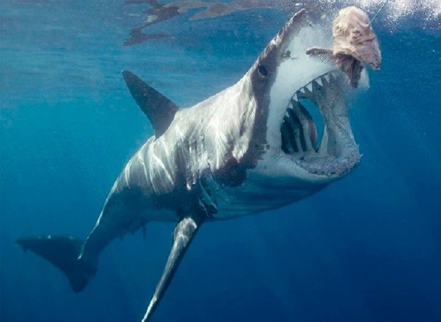 3 loài cá mập 'sát thủ' máu lạnh nhất đại dương 