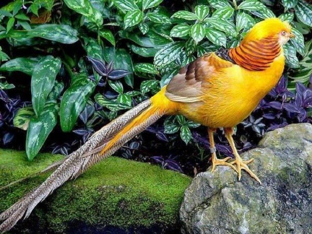 Top 5 loài chim đẹp nhất thế giới 