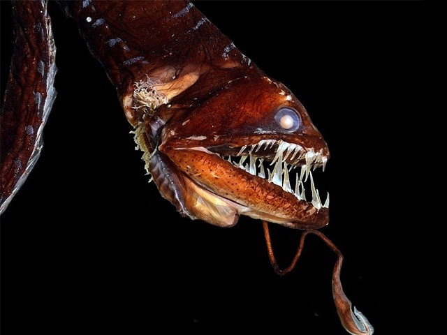 5 loài sinh vật ở đáy biển có thể khiến bạn gặp ác mộng khi gặp chúng