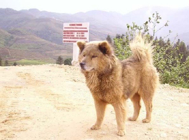 Điểm mặt 2 giống chó nổi tiếng của Việt Nam 