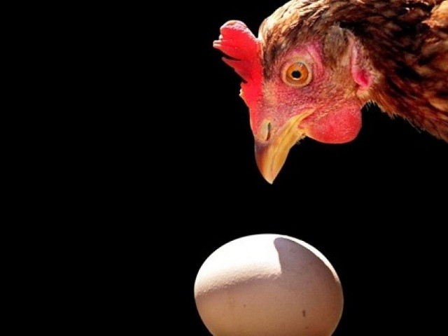Vật lý học trả lời câu hỏi: Con gà hay quả trứng có trước?