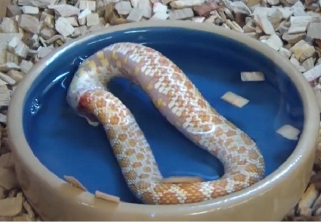 Cảnh tượng kinh dị con rắn tự sát bằng cách ăn thịt chính mình