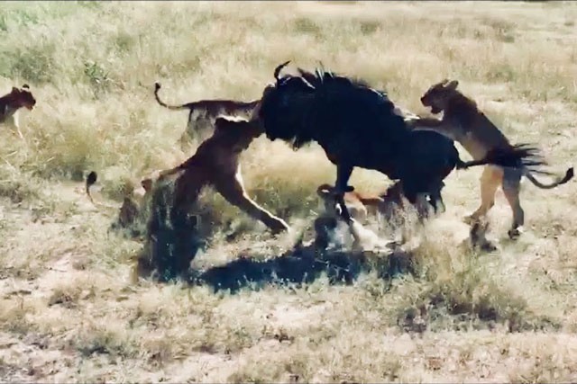 Linh dương đầu bò ác chiến với bầy sư tử.