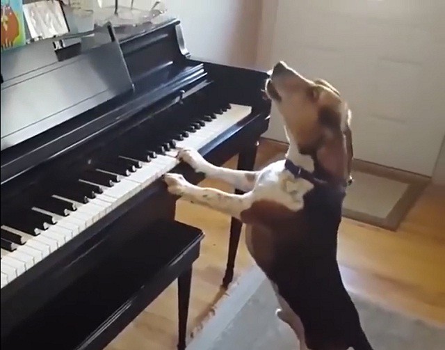 Độc đáo chú chó 'đàn hát' như ca sĩ chuyên nghiệp