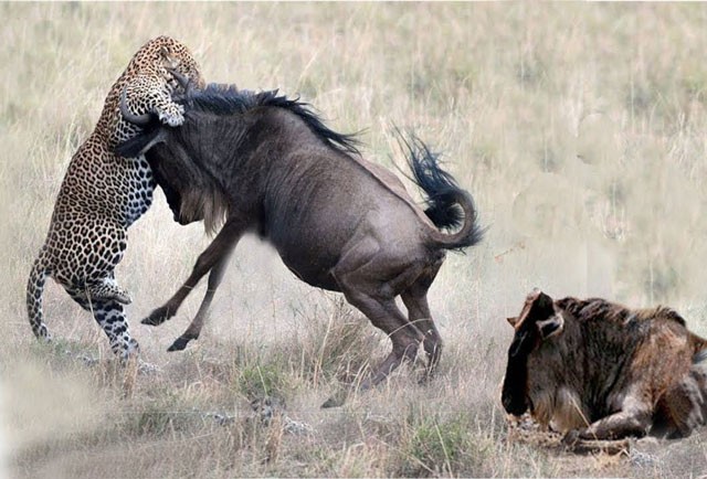 Những tình huống sư tử ‘no đòn’ vì bị con mồi tấn công