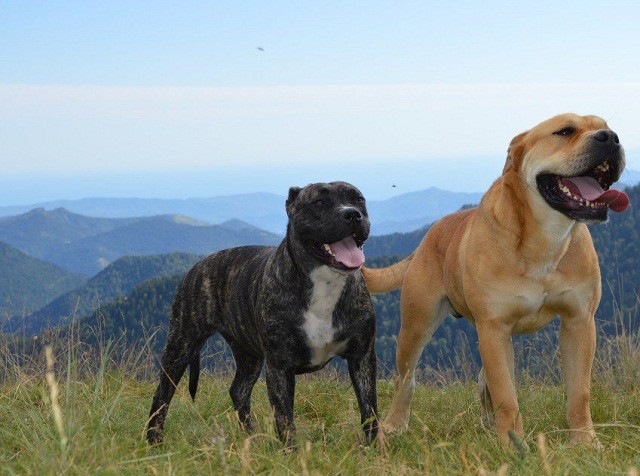 Top 11 giống chó hung hăng nhất thế giới (Phần 2)