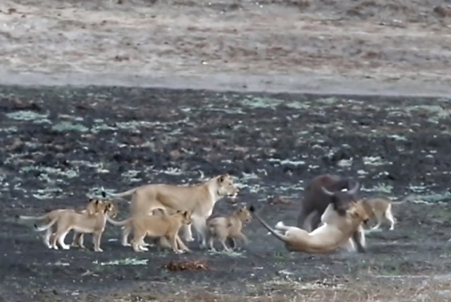 Cuộc chiến không cân sức giữa trâu rừng với 10 con sư tử