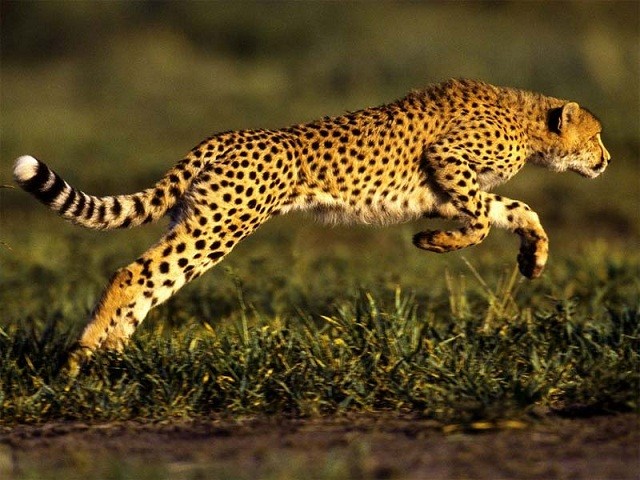 Top 3 loài động vật có vú chạy nhanh nhất thế giới 