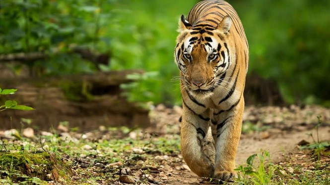 Tòa Tối cao cho phép bắn chết con hổ trong trường hợp các biện pháp khác thất bại